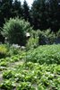 Vue du jardin